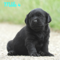 Chiot Labrador Lof