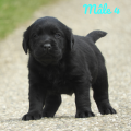 Chiot Labrador Lof