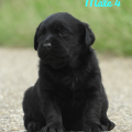 Chiot Labrador Lof