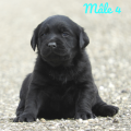 Chiot Labrador Lof