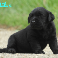 Chiot Labrador Lof