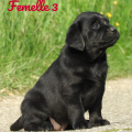 Chiot Labrador Lof