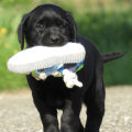 Chiot Labrador Lof