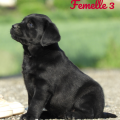 Chiot Labrador Lof
