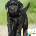 Chiot Labrador Lof