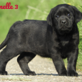 Chiot Labrador Lof