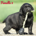 Chiot Labrador Lof