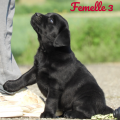 Chiot Labrador Lof