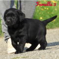 Chiot Labrador Lof