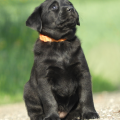 Chiot Labrador Lof