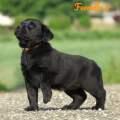 Chiot Labrador Lof