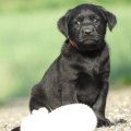Chiot Labrador Lof