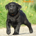 Chiot Labrador Lof
