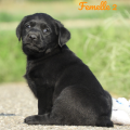 Chiot Labrador Lof