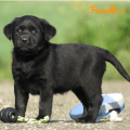 Chiot Labrador Lof