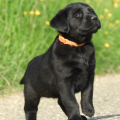 Chiot Labrador Lof