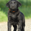 Chiot Labrador Lof