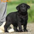 Chiot Labrador Lof