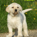 Chiot Labrador Lof
