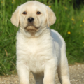 Chiot Labrador Lof