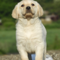 Chiot Labrador Lof