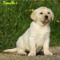 Chiot Labrador Lof