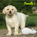 Chiot Labrador Lof