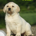 Chiot Labrador Lof