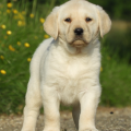 Chiot Labrador Lof