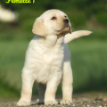 Chiot Labrador Lof