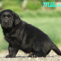 Chiot Labrador Lof