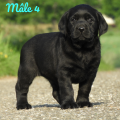 Chiot Labrador Lof