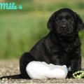 Chiot Labrador Lof