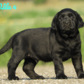 Chiot Labrador Lof