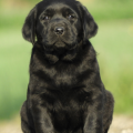 Chiot Labrador Lof