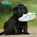Chiot Labrador Lof