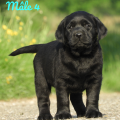 Chiot Labrador Lof