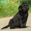 Chiot Labrador Lof