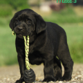 Chiot Labrador Lof