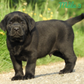 Chiot Labrador Lof