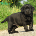 Chiot Labrador Lof