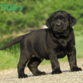 Chiot Labrador Lof