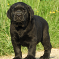 Chiot Labrador Lof