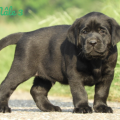 Chiot Labrador Lof