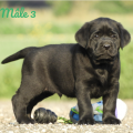 Chiot Labrador Lof