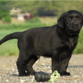 Chiot Labrador Lof