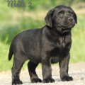 Chiot Labrador Lof