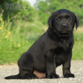 Chiot Labrador Lof