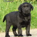 Chiot Labrador Lof