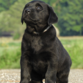 Chiot Labrador Lof